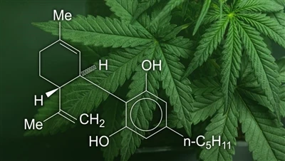CBD, 마리화나 및 대마: 이러한 대마초 제품의 차이점은 무엇이며 합법적인 제품은 무엇입니까?