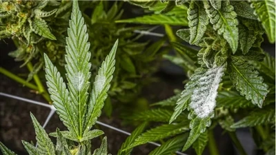 고품질 CBD 제품을 찾는 방법