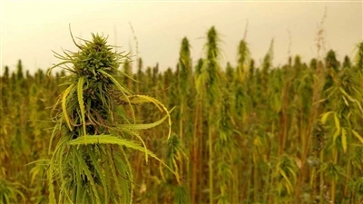 CBD에 대한 속보: 캐나다 대마초 회사가 미국 대마 CBD 시장에서 물러남