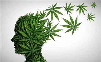 최적의 이점을 위해 CBD 오일을 사용하는 방법: 전체 가이드?